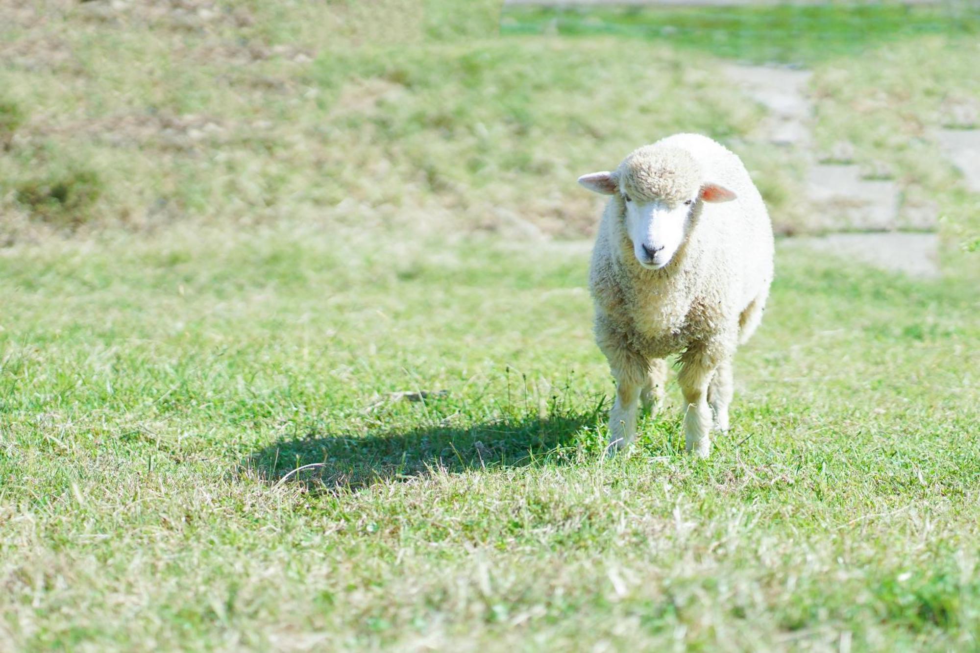 舞鶴 ふる a Ferm Cotergi Villa Maizuru Bagian luar foto